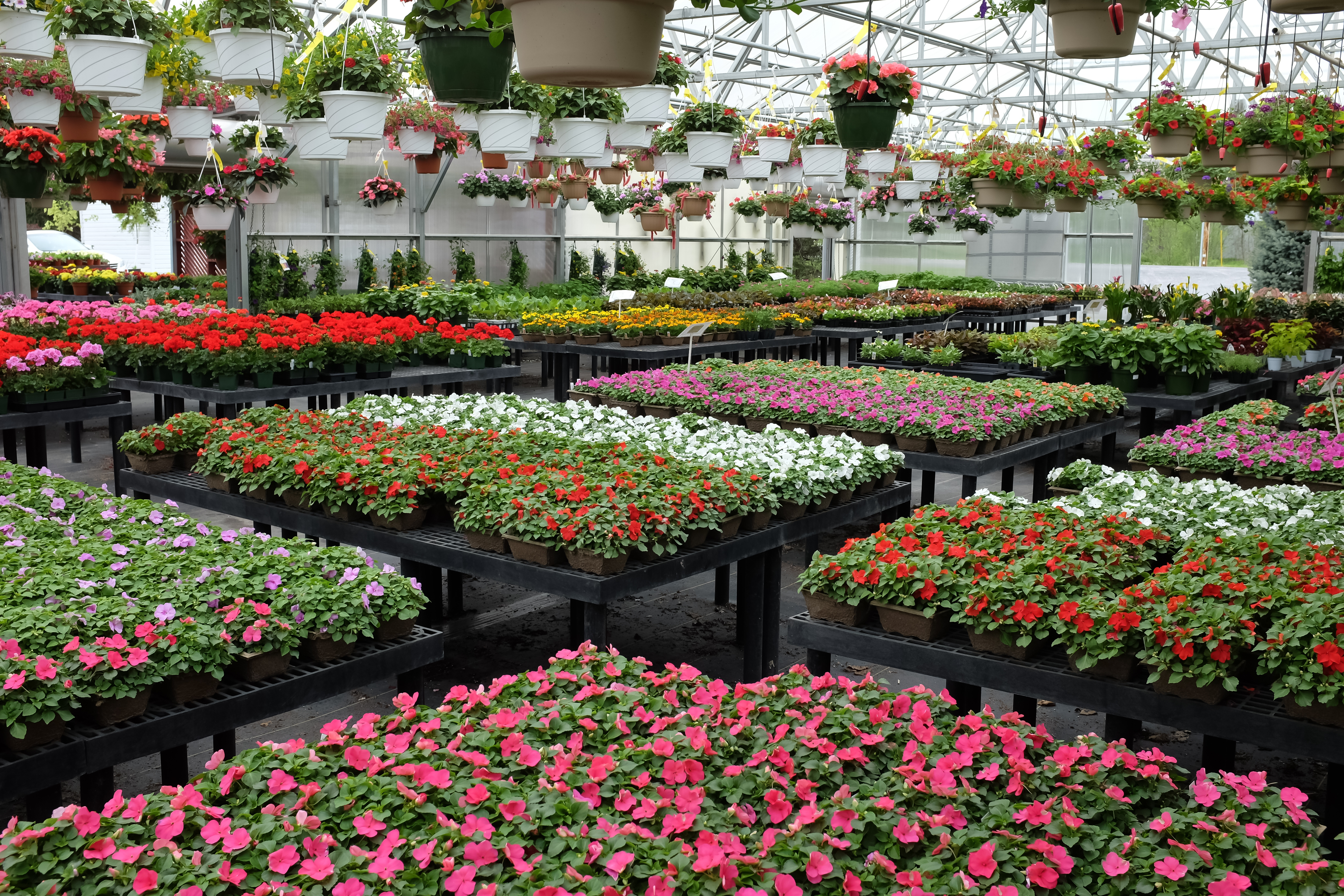 Annual flowers for sale in greenhouse