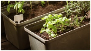 container gardening