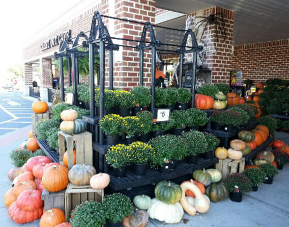 Display of plants, pumpkins, and squash outside a grocery store