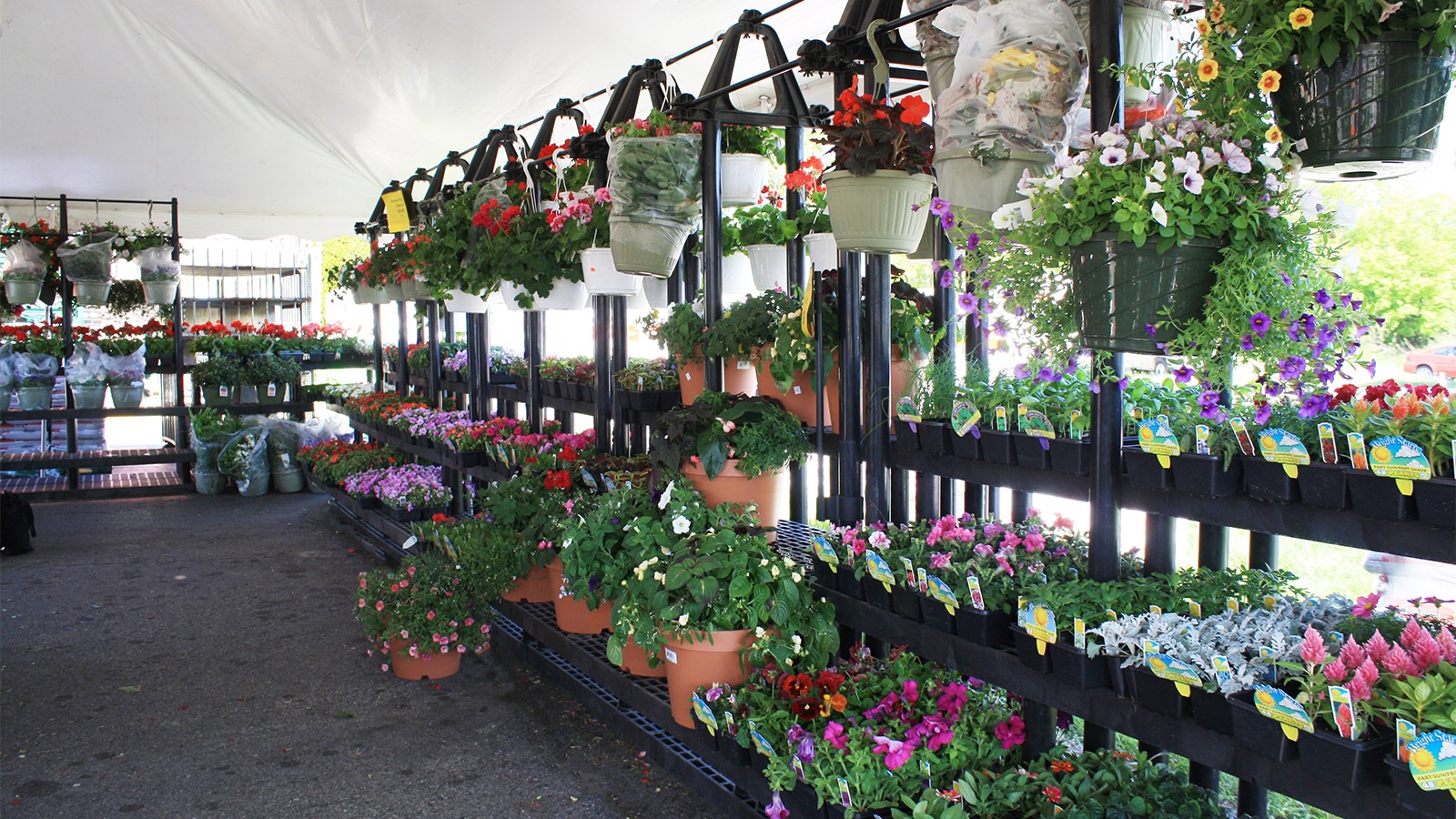 Outdoor display settings with plants and flowers.