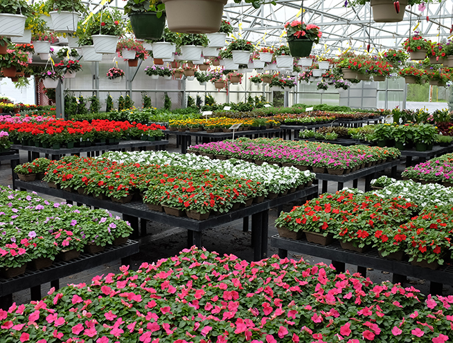 Displays of flowers in a green house.