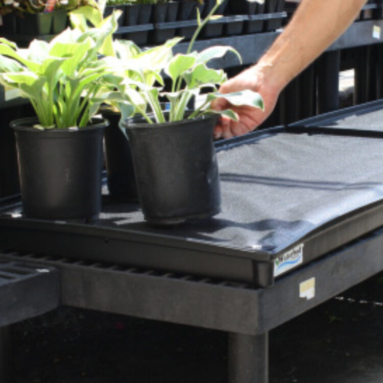 plant paced on a waterbed tray